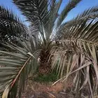 نخل جثايث نقايل