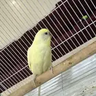 عصافير بادجي مع الوقت يتعود عليك
