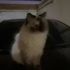 قطه هملايا للبيع