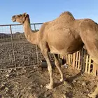 لقحه حمراء ساحليه تلد بدريه الحد5800