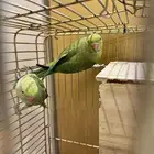 ببغاء الدرة ( زوج )