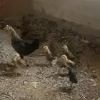 دجاجه بلديه مع اولادها