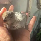 فروخ روز غر اليف مره