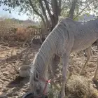 حصان للبيع وادي الفرع
