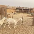 ضان للبيع تم البيع