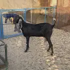 عنز مشروكة منوة القناي ثنيه
