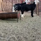طليان نجد طيبات