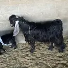 تيس فحل عارضي