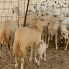 للبيع رخال دفيع منوة المقني