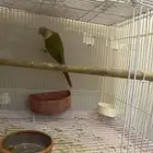 زوج كنيور اناناس