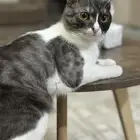 البحيرات