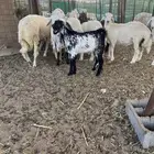 طليان حري فل شحمة ولحم وتيوس وسواكني