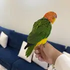 للبيع كايك وايت بيلي أليف