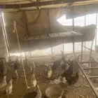دجاج عربي