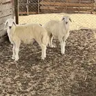 للبيع حلال حري طلي ورخل
