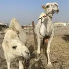 ناقه نصوف تكنف يمين ويسار هديه تحتها بكره عمرها 7 اشهر