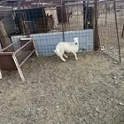 للبيع خروف رفيدي