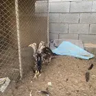 صيصان شامو يباني على هندي