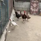 للبيع دجاج باكستاني