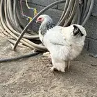 طقم براهما كولومبي فاخر