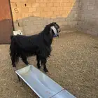 للبيع تيس فحل عارضي