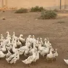 بط بكيني