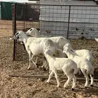 للبيع حري