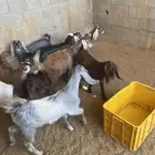 تيوس وجفار