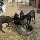 ماعز حليب مورسيانو أصل