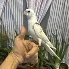 كروان اليف للبيع