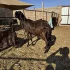 نعرض لكم ساكليه شقا للبيع طيبه بالحيل