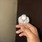 فرخ روز البينو