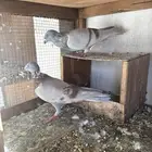 حمام