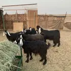 معزا العدد 6 مع الفحل
