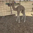 للبيع حواره ضيار