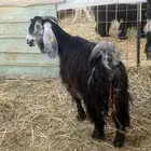 عنز معها اثنين سن وديد شرط