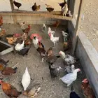 ديكه للبيع