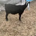 عنز