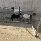 برابر مواليد