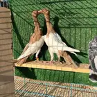 دنش مسوبع اصفر