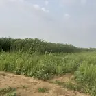 قصب