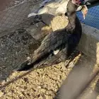 بط مسكوفي للبيع