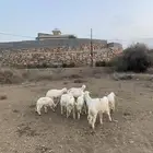 النوع طليان