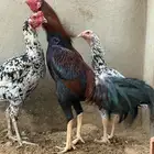 دجاج سندي من حلال العم غبشان