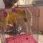 روز