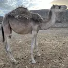 بكره لبيع