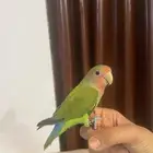 ببغاء روز اليف