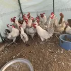 ديوك فيومي وتركي