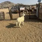 الشمسي طريق الخواجات