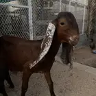 تيس صنف للبيع مشروع فحل